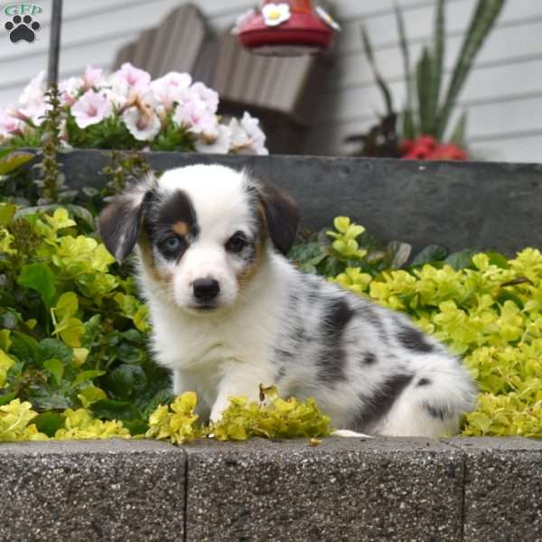 Watson, Pembroke Welsh Corgi Puppy