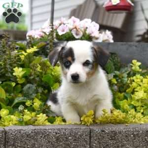Watson, Pembroke Welsh Corgi Puppy