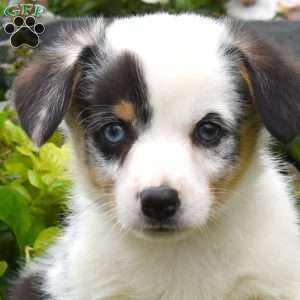 Watson, Pembroke Welsh Corgi Puppy