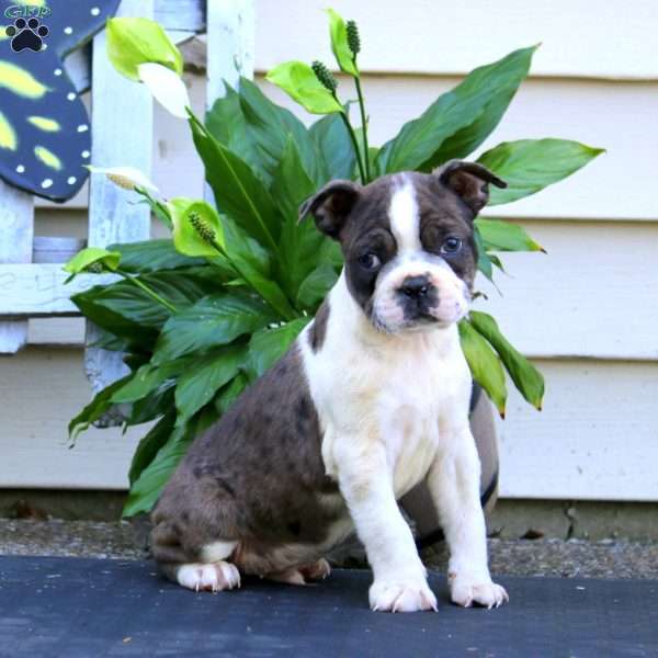 Watson, Boston Terrier Puppy