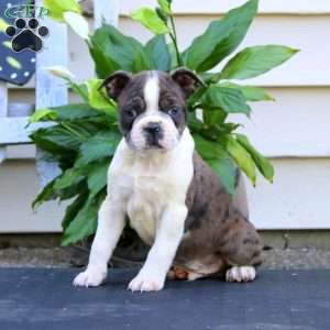 Watson, Boston Terrier Puppy