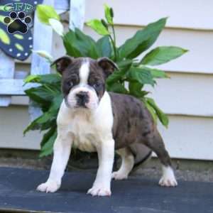 Watson, Boston Terrier Puppy