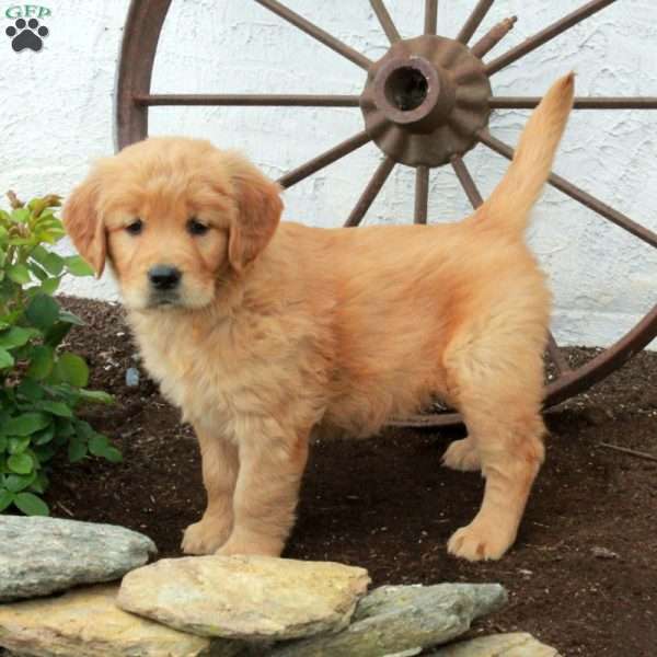 Waverly, Golden Retriever Puppy