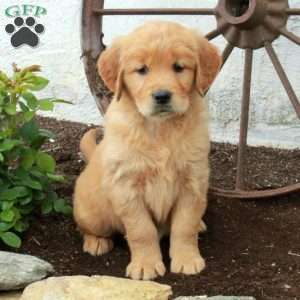 Waverly, Golden Retriever Puppy