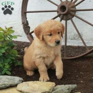 Waverly, Golden Retriever Puppy