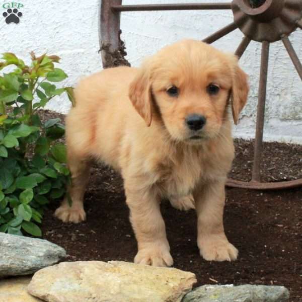 Wendy, Golden Retriever Puppy