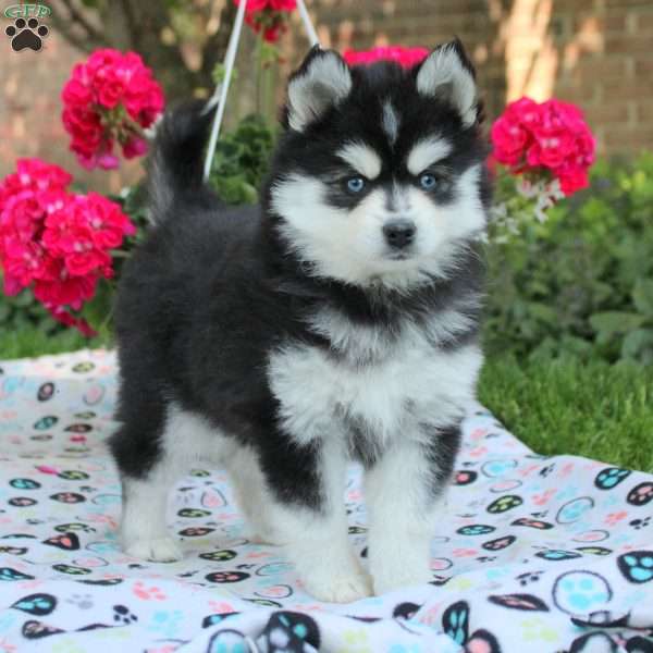 Wendy, Pomsky Puppy