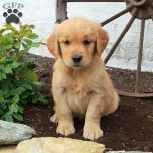 Wendy, Golden Retriever Puppy