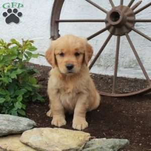 Wendy, Golden Retriever Puppy