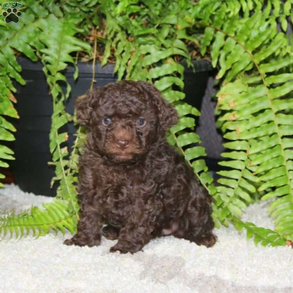 Wendy-Chocolate, Toy Poodle Puppy