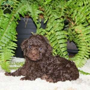 Wendy-Chocolate, Toy Poodle Puppy