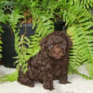 Wendy-Chocolate, Toy Poodle Puppy
