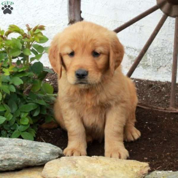Wesley, Golden Retriever Puppy