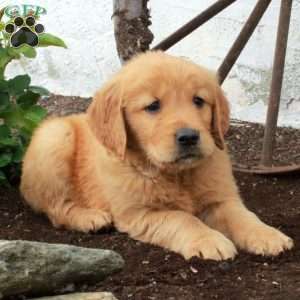 Wesley, Golden Retriever Puppy