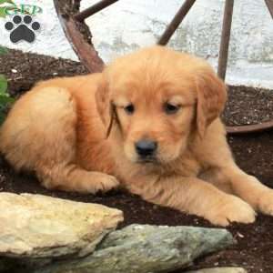 Wesley, Golden Retriever Puppy