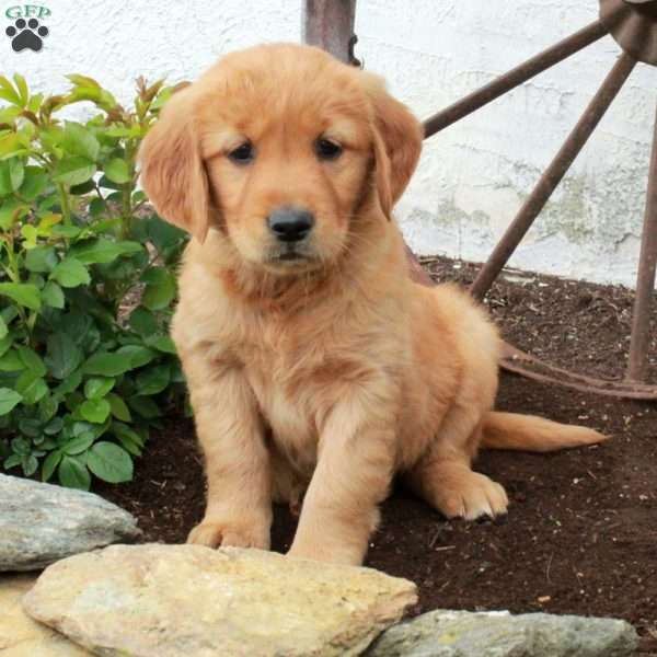 Whitney, Golden Retriever Puppy