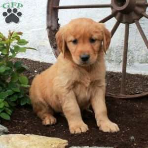Whitney, Golden Retriever Puppy