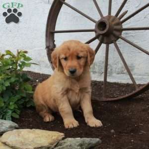 Whitney, Golden Retriever Puppy