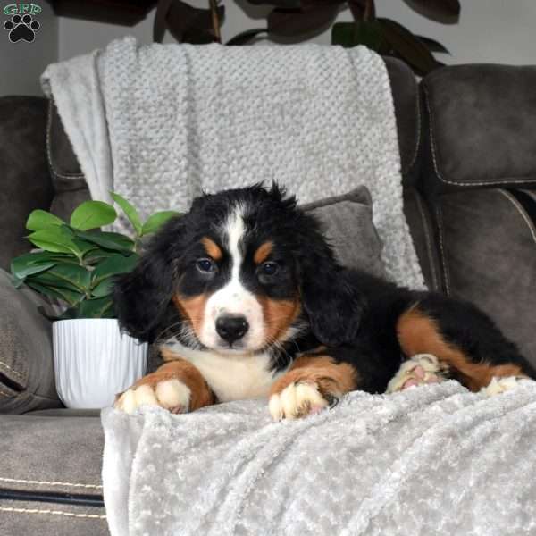 Wiggles, Bernese Mountain Dog Puppy