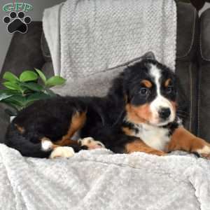 Wiggles, Bernese Mountain Dog Puppy