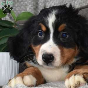 Wiggles, Bernese Mountain Dog Puppy