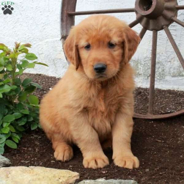 Wilder, Golden Retriever Puppy