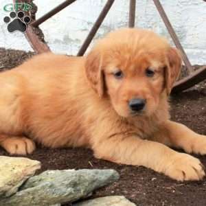 Wilder, Golden Retriever Puppy
