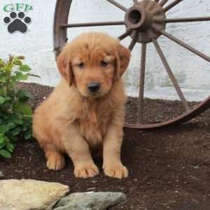 Wilder, Golden Retriever Puppy