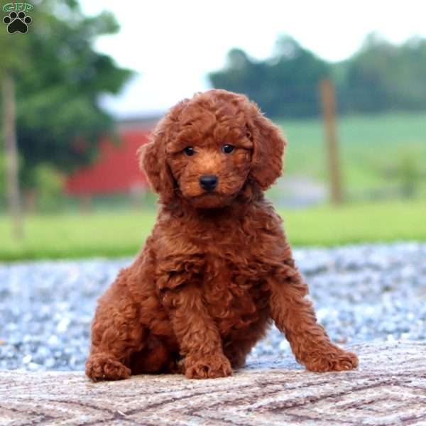 Will, Miniature Poodle Puppy