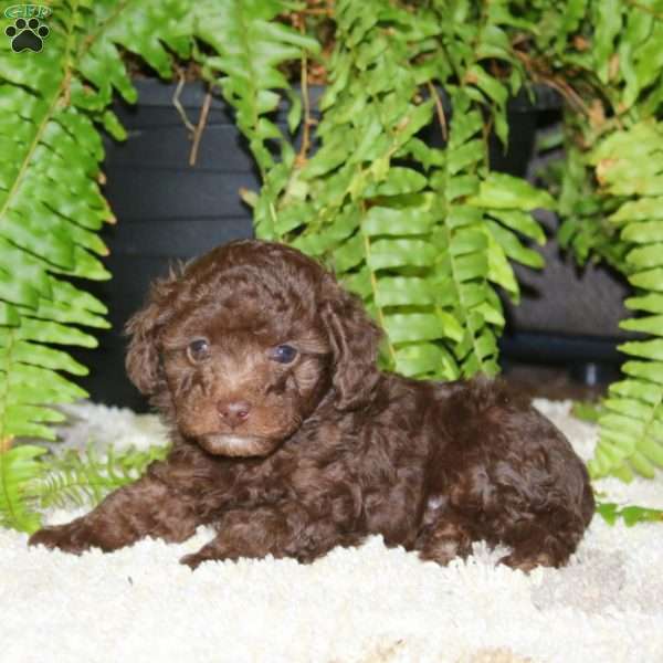 Will-Chocolate, Toy Poodle Puppy