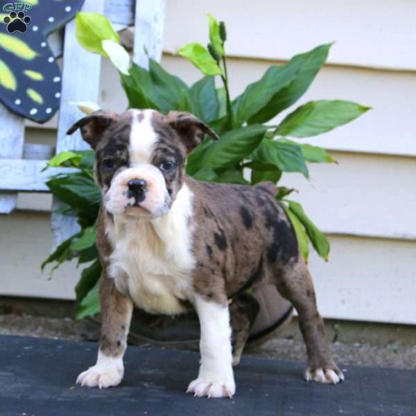 Will, Boston Terrier Puppy