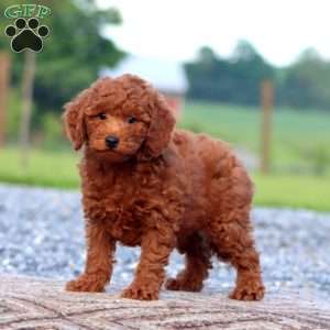 Will, Miniature Poodle Puppy