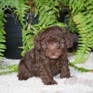 Will-Chocolate, Toy Poodle Puppy