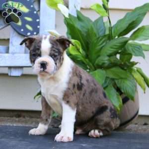 Will, Boston Terrier Puppy