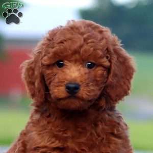 Will, Miniature Poodle Puppy
