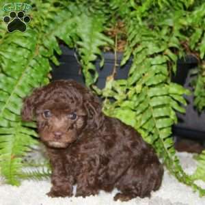 Will-Chocolate, Toy Poodle Puppy
