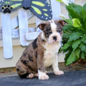 Will, Boston Terrier Puppy