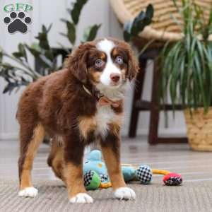 Willow, Miniature Australian Shepherd Puppy