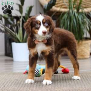 Willow, Miniature Australian Shepherd Puppy