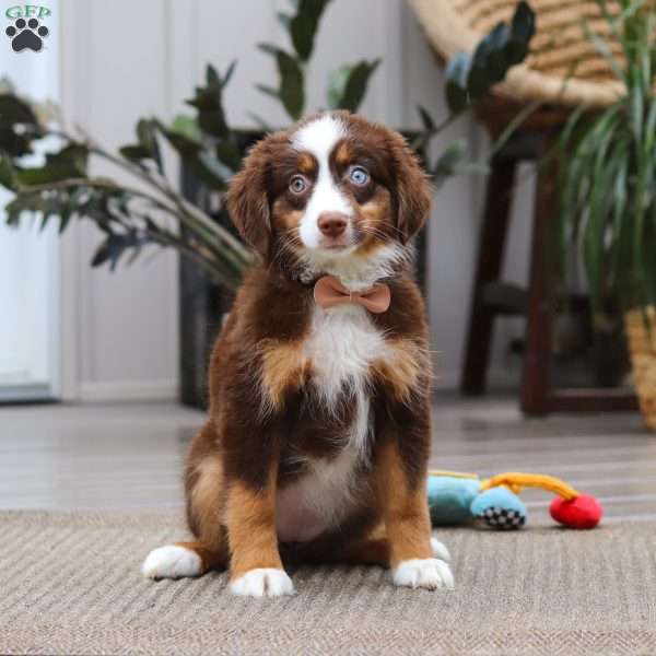 Willow, Miniature Australian Shepherd Puppy