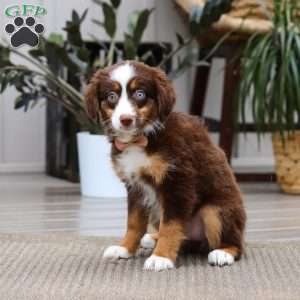 Willow, Miniature Australian Shepherd Puppy