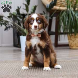 Willow, Miniature Australian Shepherd Puppy