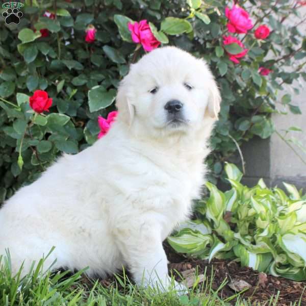 Willow, English Cream Golden Retriever Puppy