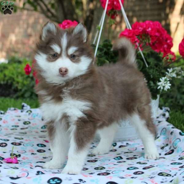 Willow, Pomsky Puppy