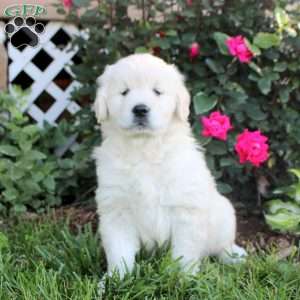 Willow, English Cream Golden Retriever Puppy