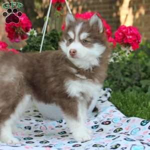 Willow, Pomsky Puppy