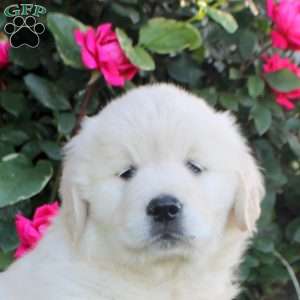 Willow, English Cream Golden Retriever Puppy