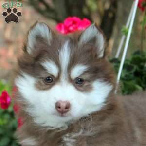 Willow, Pomsky Puppy