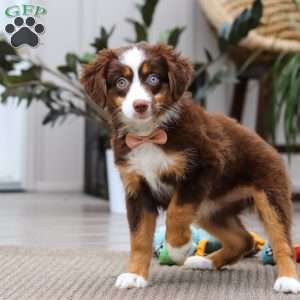 Willow, Miniature Australian Shepherd Puppy