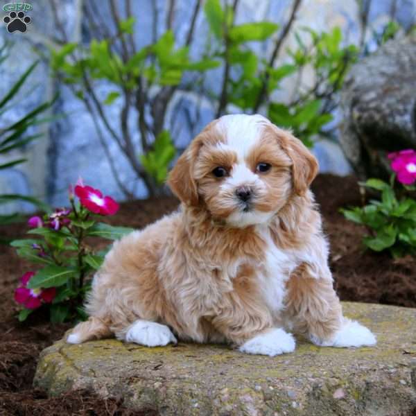 Winner, Maltipoo Puppy